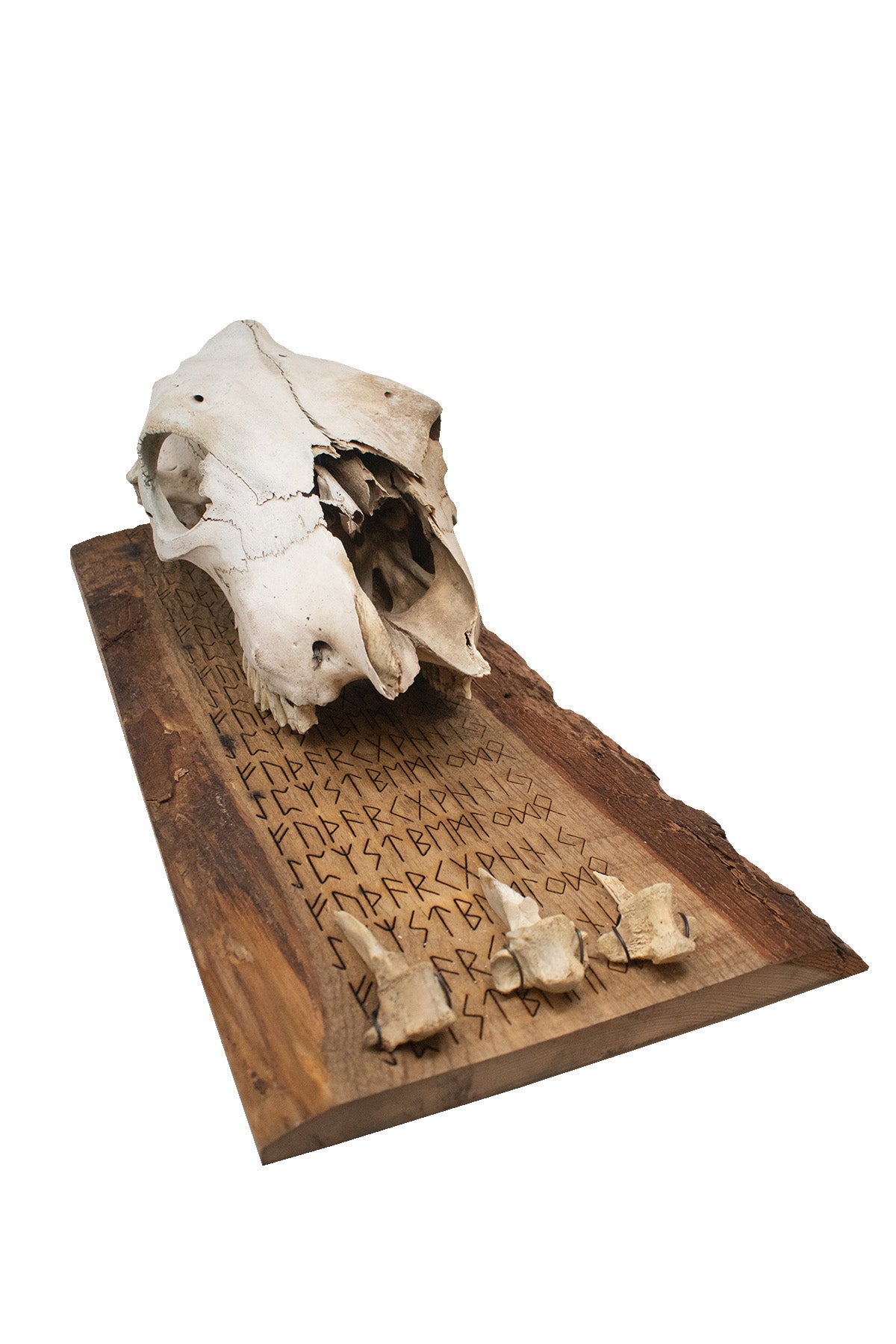 fully runic cow skull and vertebrae wall hanger