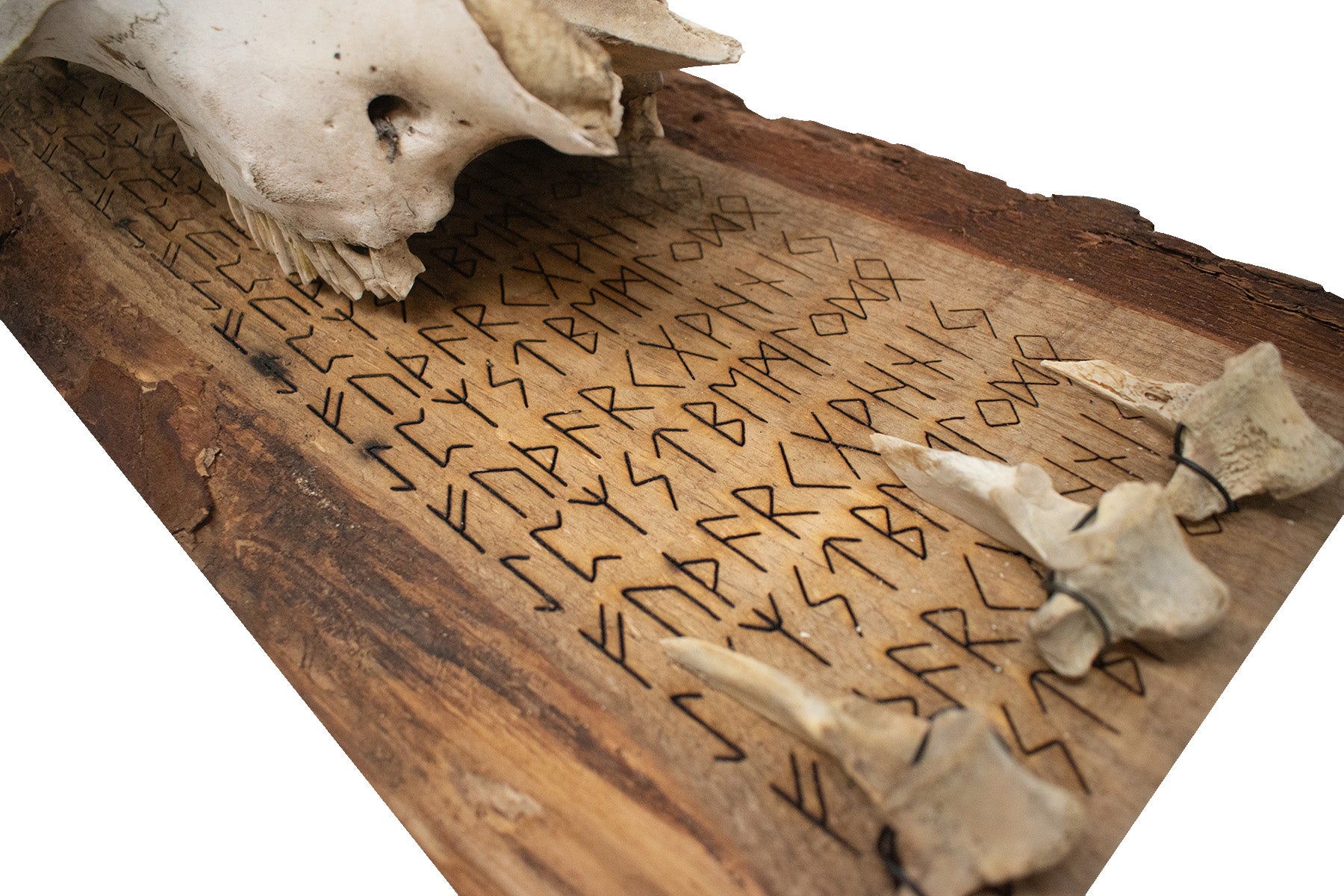 fully runic cow skull and vertebrae wall hanger