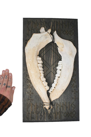 Image of othala rune double elk jawbone wall hanger