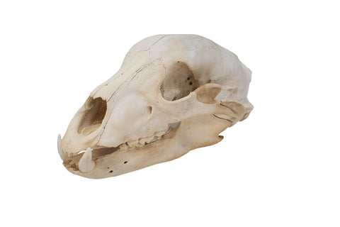 Image of black bear skull #3