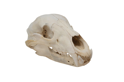 Image of black bear skull #3