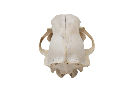 black bear skull #3