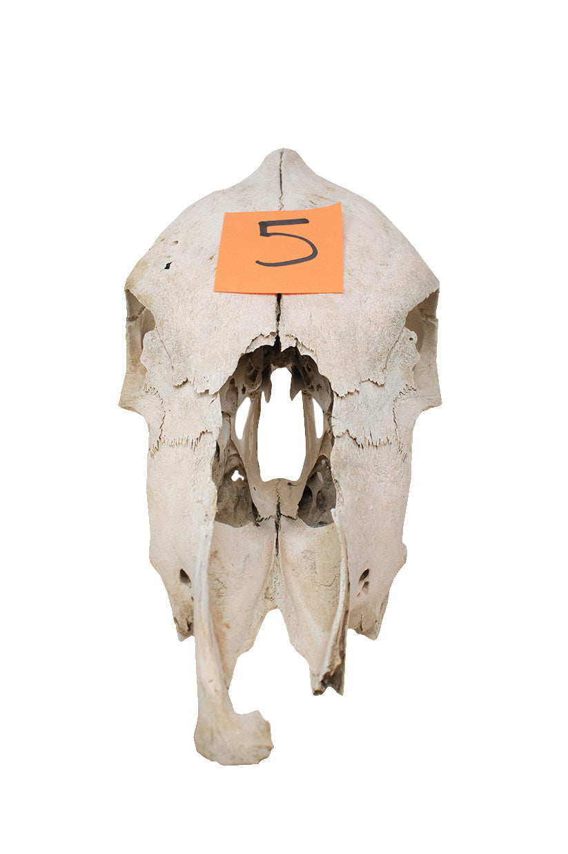 cow skull #5