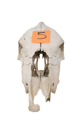 cow skull #5
