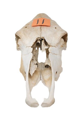Image of cow skull #11