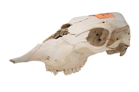cow skull #12