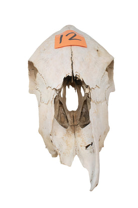 cow skull #12