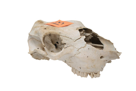 Image of cow skull #13