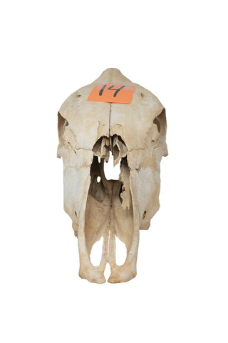 Image of cow skull #14