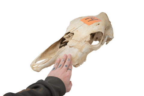 Image of cow skull #14