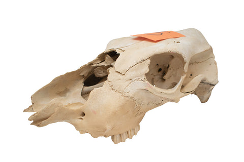 Image of cow skull #15