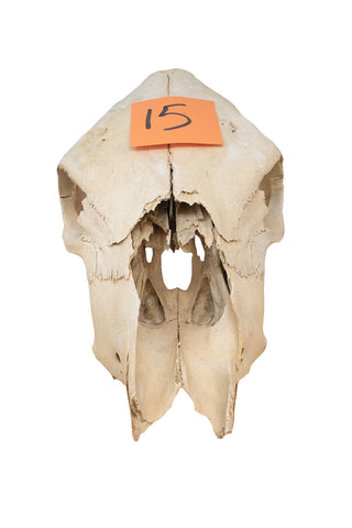 Image of cow skull #15