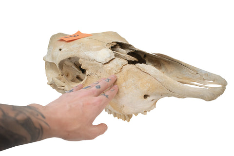 Image of cow skull #16