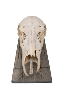 home protection elk skull hanger