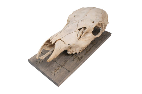 Image of home protection elk skull hanger