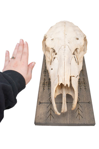 Image of home protection elk skull hanger