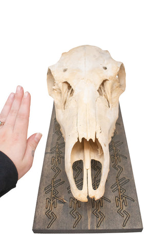 Image of freya bindrune elk skull hanger