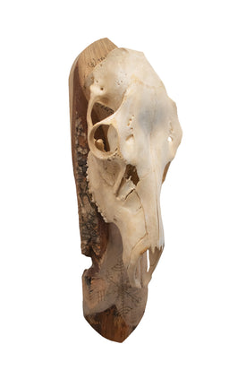 live edge elk skull veldismagn wall hanger