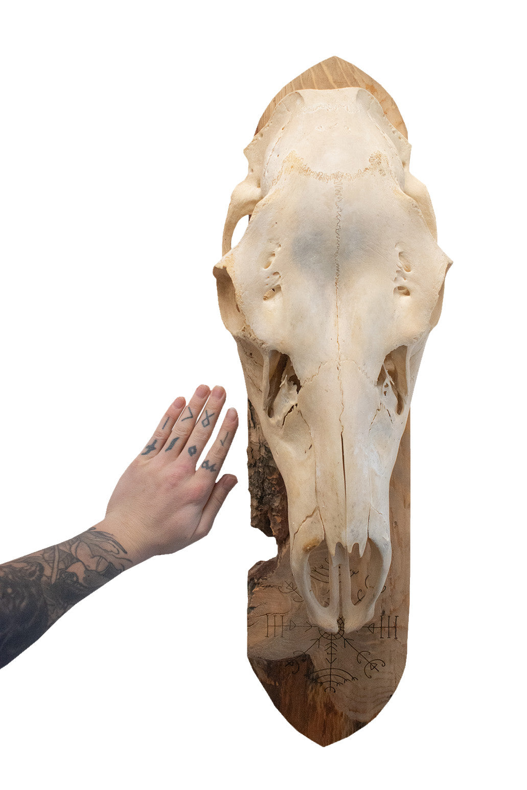 live edge elk skull veldismagn wall hanger