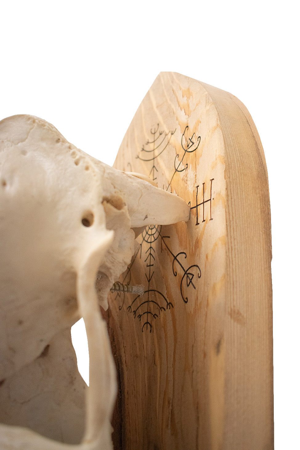 live edge elk skull veldismagn wall hanger