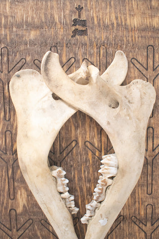 Image of algiz double deer jawbone ritual altar