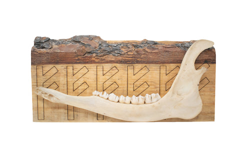 Image of fehu rune deer jawbone hanger