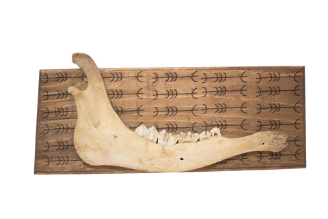 Image of protection sigil elk jawbone hanger