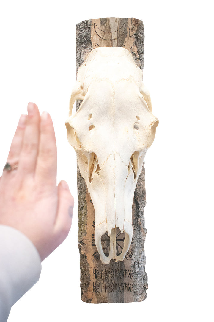 moon phase/vegvisir/hail the old gods elk skull hanger