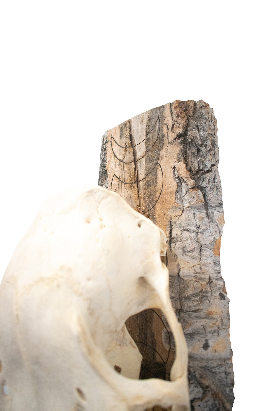 moon phase/vegvisir/hail the old gods elk skull hanger