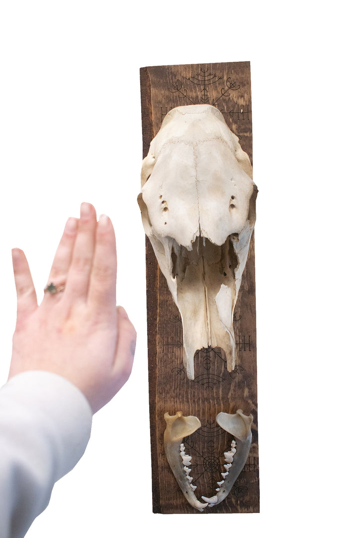 veldismagn elk skull hanger