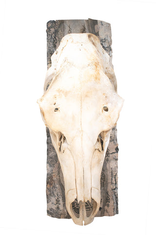 Image of Odin elk skull wall hanger