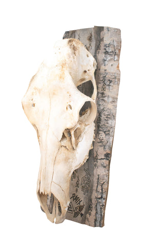Image of Odin elk skull wall hanger