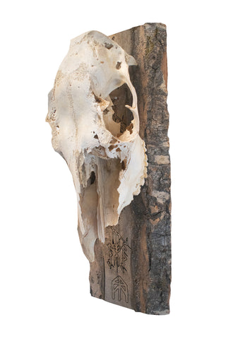 Image of protection bindrune elk skull hanger