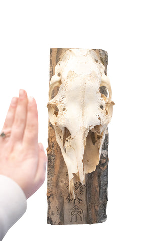 Image of protection bindrune elk skull hanger