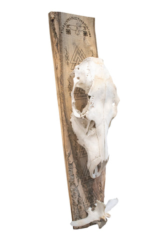 Image of ODIN elk skull wall hanger