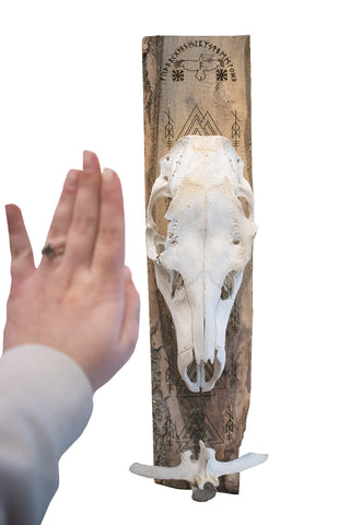 Image of ODIN elk skull wall hanger