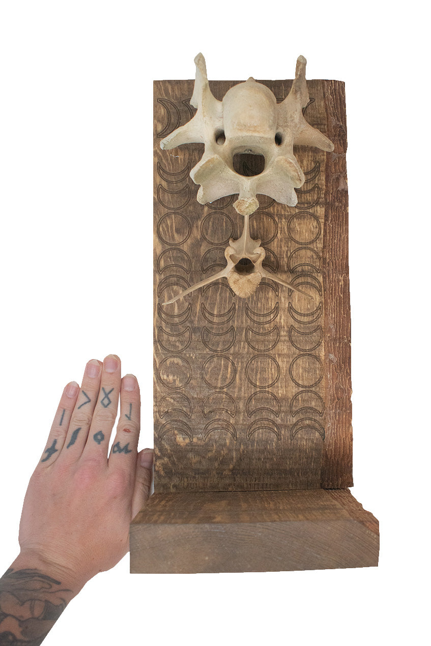 moon phase elk vertabra altar