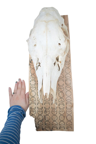 Image of moon phase elk skull hanger
