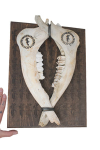 Freya bindrune jawbone wall hanger