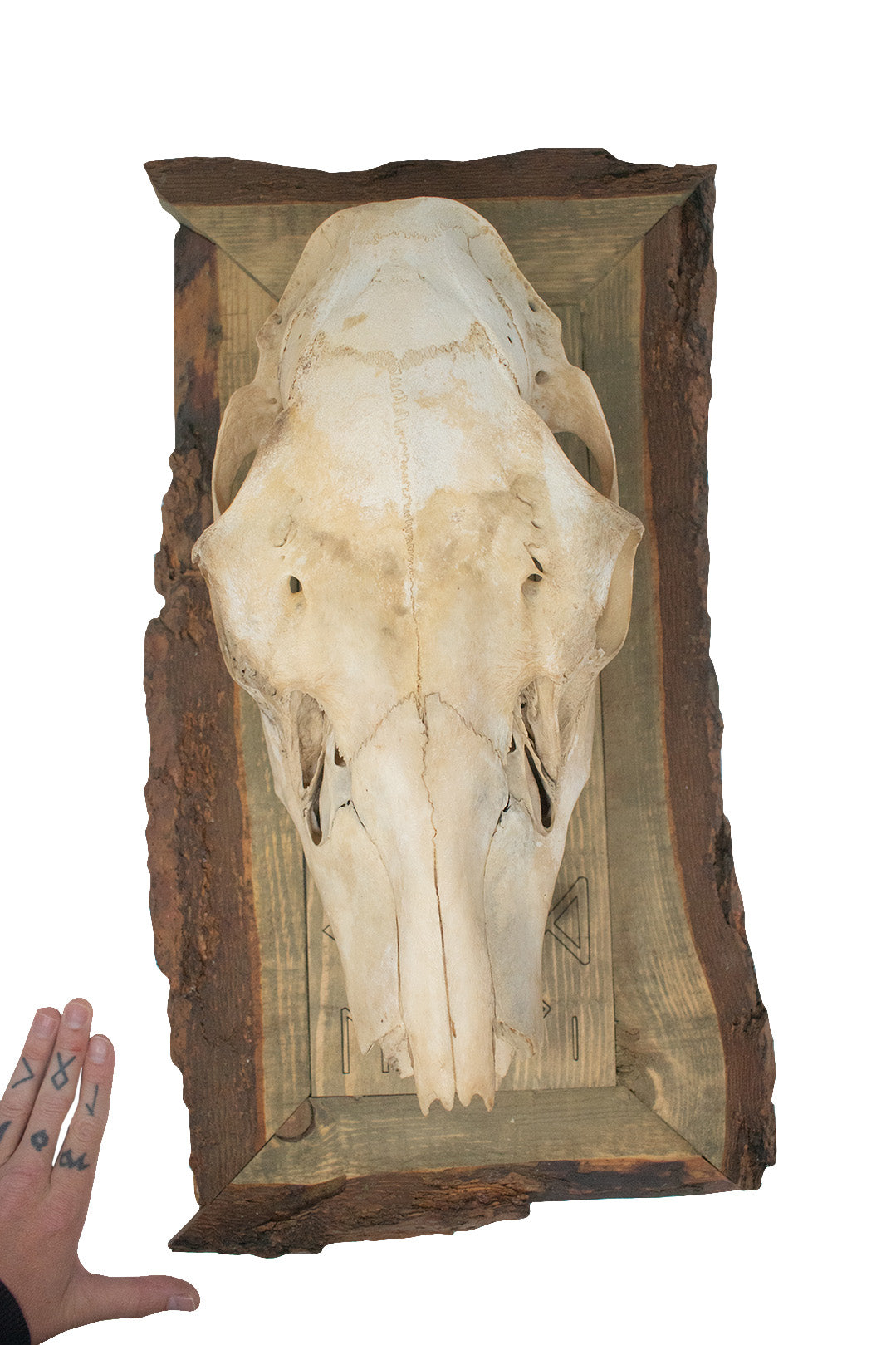 framed elk skull