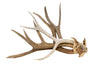 lot of 3 antlers