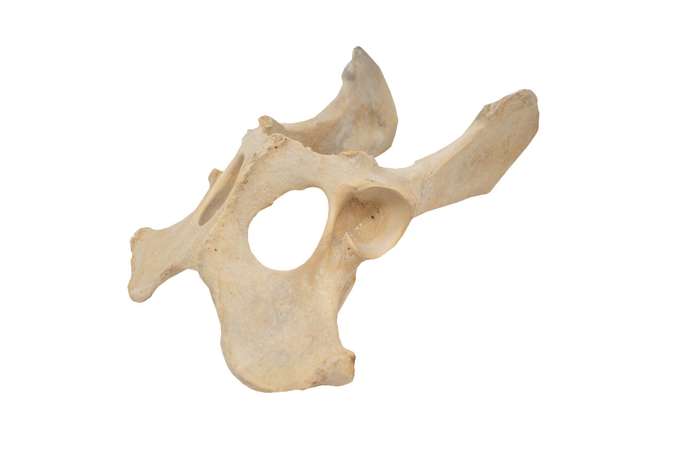 gray wolf hip bones - attached