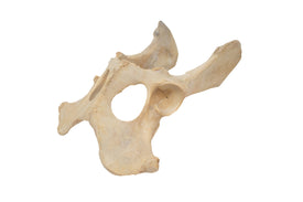 gray wolf hip bones - attached
