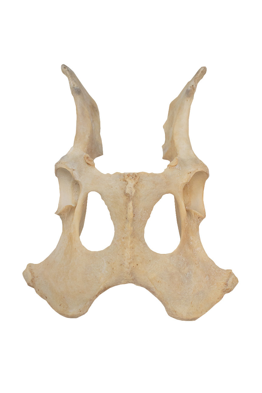 gray wolf hip bones - attached