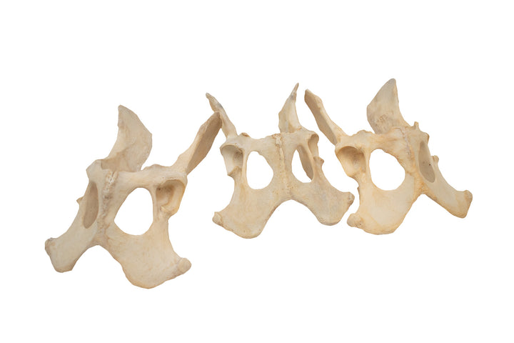 gray wolf hip bones - attached