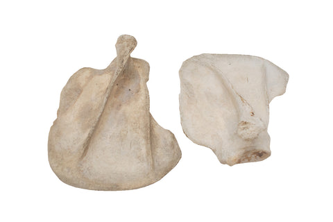 Image of black bear scapula