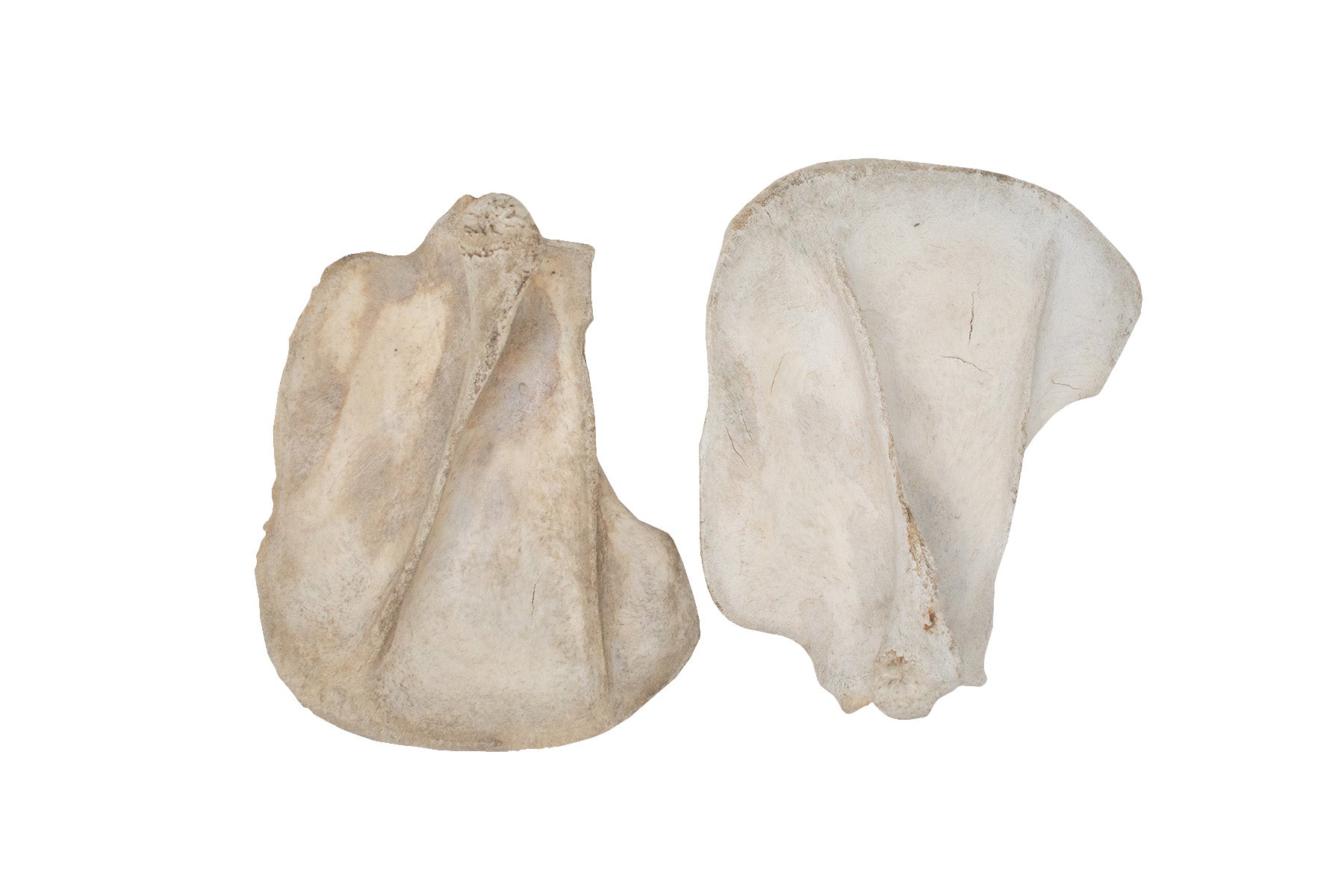 black bear scapula