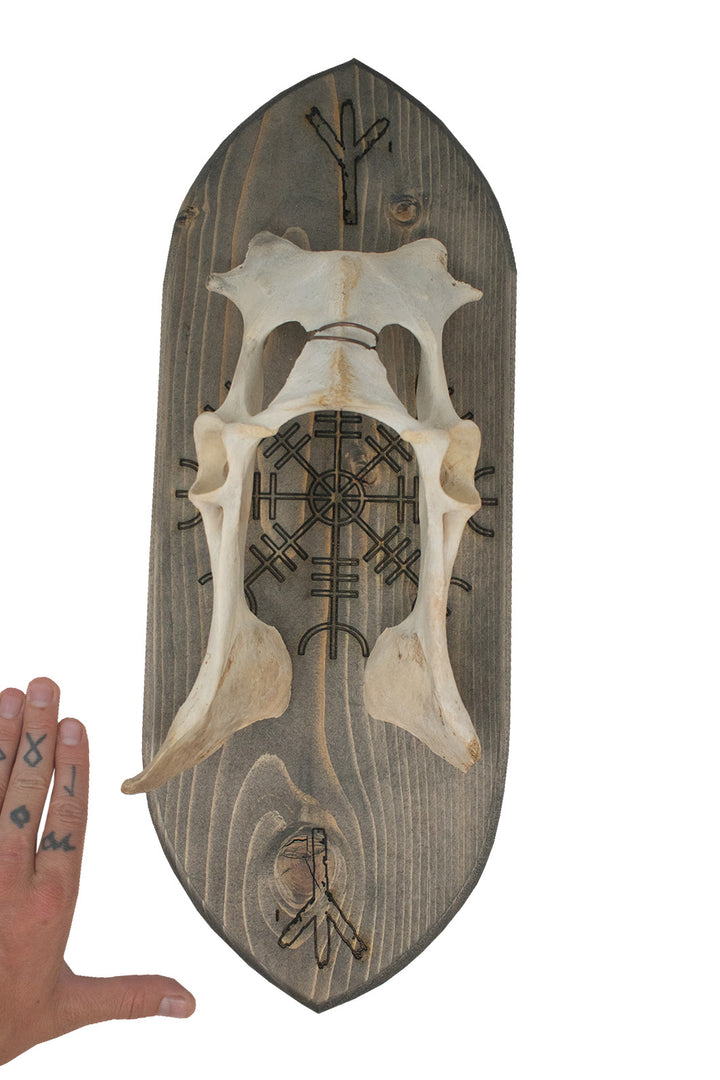 deer hip bone & Ægishjálmr wall hanger