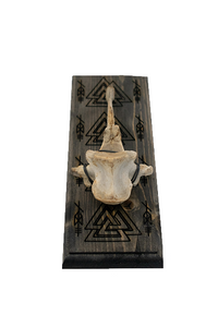 Odin bindrune & valknut elk vertebra hanger