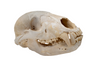 black bear skull